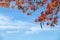 Beautiful Delonix Regia in red bloom, located at a park in VietNam, in summer season, with blue sky,may use as background