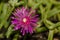 Beautiful Delosperma flower in the foreground