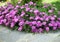 Beautiful delosperma flowers