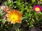 A Beautiful delosperma nubigenum flower `Orange wonder ` ice plant in a spring season at a botanical garden.