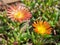 A Beautiful delosperma nubigenum flower `Orange wonder ` ice plant in a spring season at a botanical garden.