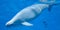 Beautiful delphin in the blue