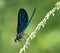 Beautiful Demoiselle (Calopteryx virgo)