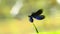 Beautiful Demoiselle, Calopteryx virgo, dragonfly