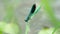 Are beautiful demoiselle, Calopteryx virgo hold a blade of grass above the water