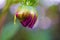 Beautiful Demure Dahlia Bud on the natural background