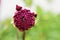 Beautiful Demure Dahlia Bud on the natural background