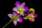 Beautiful dendrobium nopporn pink yellow orchids