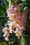 Beautiful Dendrobium thyrsiflorum orchid in the garden with morning sunshine, High altitude rainforest orchid commonly called the