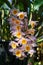 Beautiful Dendrobium thyrsiflorum orchid in morning at the garden, High altitude rainforest orchid commonly called the Pinecone-