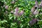 Beautiful dense bushes of tender violet lilacs