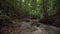 Beautiful dense foliage, tree, rapid river stream scene in tropical rainforest. Creek flow in deep woods among rocks and boulders