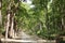 Beautiful dense forest along the dirt road of Jim Corbett