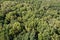 Beautiful dense forest, top view. The tops of a variety of trees