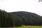 Beautiful deodar tree forest hill in Khajjair, Himachal Pradesh, India.