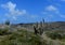 Beautiful Desert Landscape with Cactus and Scrubs