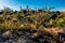 Beautiful Desert Landscape in the River of Fire Area in New Mexico