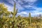 Beautiful Desert Tucson Arizona Landscape