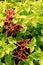 Beautiful detail in bed of healthy,colorful Coleus in landscaped garden