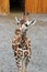 Beautiful detail in closeup of giraffe wandering around pen, The Wild Animal Park Chittenango, New York, 2018