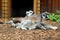 Beautiful detail in closeup of lemur animals sitting or wandering around pen, The Wild Animal Park Chittenango, New York, 2018