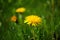 Beautiful detail of dandelion blossom with defocused background