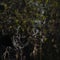 Beautiful detail landscape image of spider`s web in cold dew frosty morning light