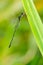 Beautiful detail of Lestes sponsa dragonfly