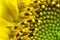 Beautiful detail macro close up of pistils of blooming yellow green head of sunflower, pattern abstract background