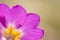 Beautiful detail of a magenta primula flower