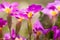 Beautiful detail of magenta primula flowers