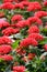 Beautiful detail of red blossoms in landscaped garden