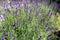 Beautiful detail of scented lavender flowers field.