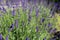 Beautiful detail of scented lavender flowers field.