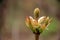 Beautiful detail in Spring flowers, just beginning to open under warmth of sun