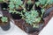 Beautiful detail of vintage green Kalanchoe, succulent plant, in black pot on blurred white table background, selective focus