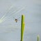 Beautiful detailed image of female Broad Bodied Chaser dragonfly Libellula Depressa in flight near reeds in water during Summer