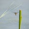 Beautiful detailed image of female Broad Bodied Chaser dragonfly Libellula Depressa in flight near reeds in water during Summer