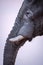 A beautiful and detailed vertical close up profile portrait of an elephant eye, tusk and trunk