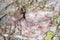 Beautiful detailed white and pink rock full of lichens and veins