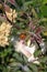 Beautiful, details, autumn, lady bird beetles, biology, life, black and red, fresh, outdoor, flower, organic, grass, colorful, det