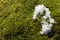 Beautiful details of white melting snow on green moss in the forest on warm sunny spring day