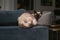 Beautiful Devon Rex cat Blu Point type In the home interior. Selective focus, bokeh