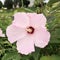 Beautiful dew kissed pink hibiscus flower in close up