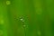 Beautiful dewdrops  on grass edge