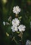 Beautiful dewy flowers of the Bladder Campion