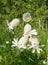 Beautiful dewy flowers of the Bladder Campion Oberna behen (L.)
