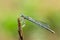 Beautiful dewy white-legged damselfly