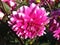 Beautiful dhalia dalia flowers  image