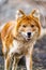 Beautiful dhole wild dog head portrait